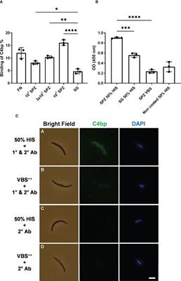 Hijacking the human complement inhibitor C4b-binding protein by the sporozoite stage of the Plasmodium falciparum parasite